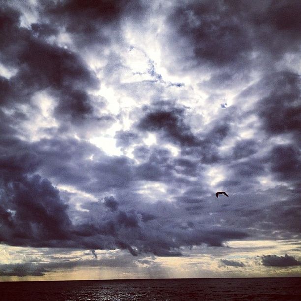 sky, flying, bird, cloud - sky, sea, cloudy, horizon over water, animal themes, mid-air, animals in the wild, wildlife, scenics, water, beauty in nature, cloud, nature, tranquil scene, tranquility, spread wings, seagull