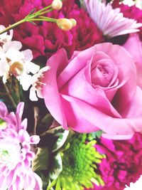 Close-up of pink rose flower