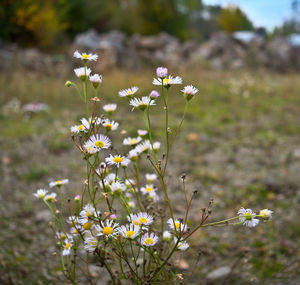 Close-up of white flowering plant on field