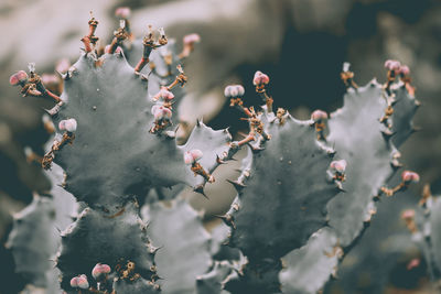 Cactus plant in moody tone color