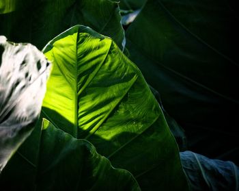 Close-up of plant growing outdoors