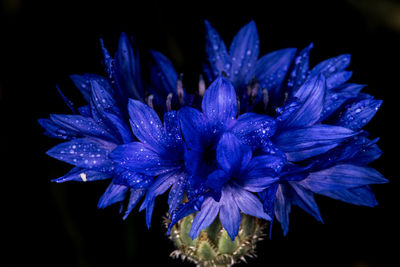 Close-up of water drops on purple flowers