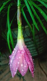 Close-up of wet purple flower