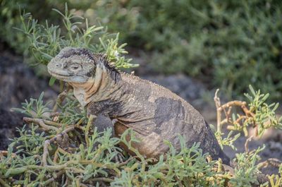 Side view of iguana by plant