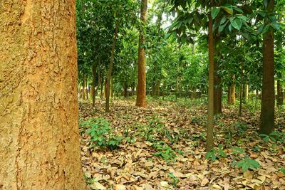 Trees growing in forest