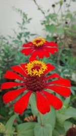 Close-up of red flower blooming outdoors