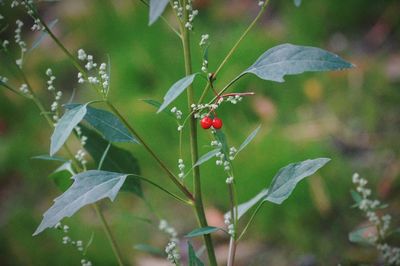 Close-up berries on plant