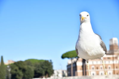 Seagull perching on a bird