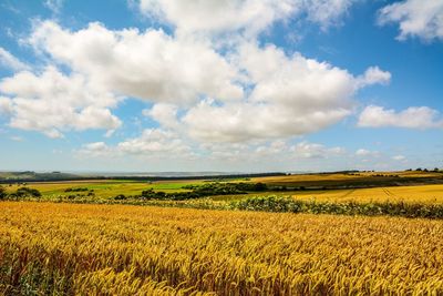 Scenic view of field against sky