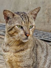 Close-up portrait of cat