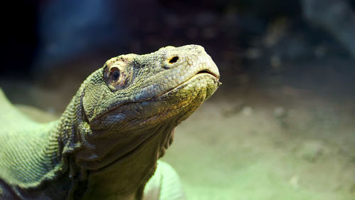 Komodo dragon. close-up, a lizard from the island of komodo, a large lizard, put out the tongue.