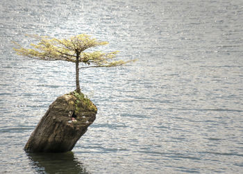 Dead tree on a lake