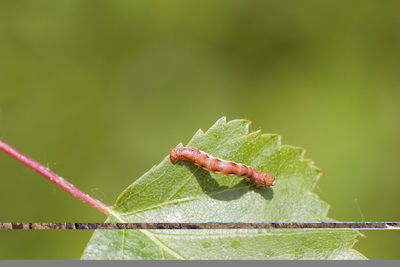 Close-up of insect on leaf