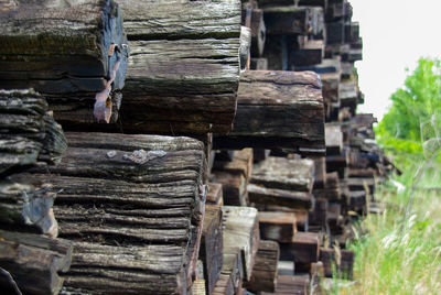 Stack of logs in forest