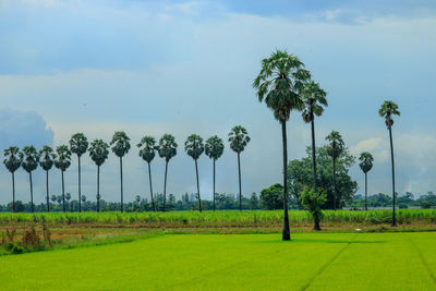 Palm trees on field against sky