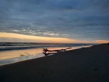 Driftwood on beach against sky during sunset