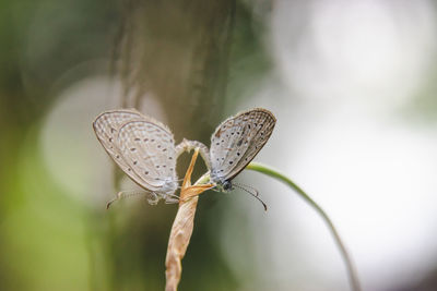 Close-up of butterfly