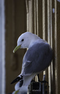 Close-up of bird