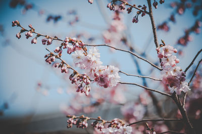 Close-up of cherry blossoms in spring