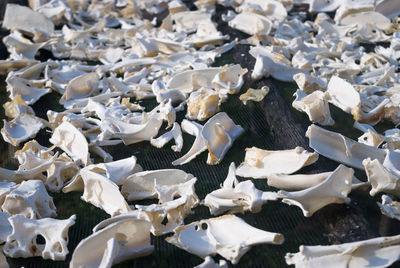 Full frame shot of bones drying at beach