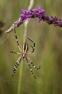 Close-up of spider on web