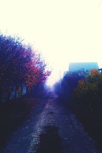 Road along trees