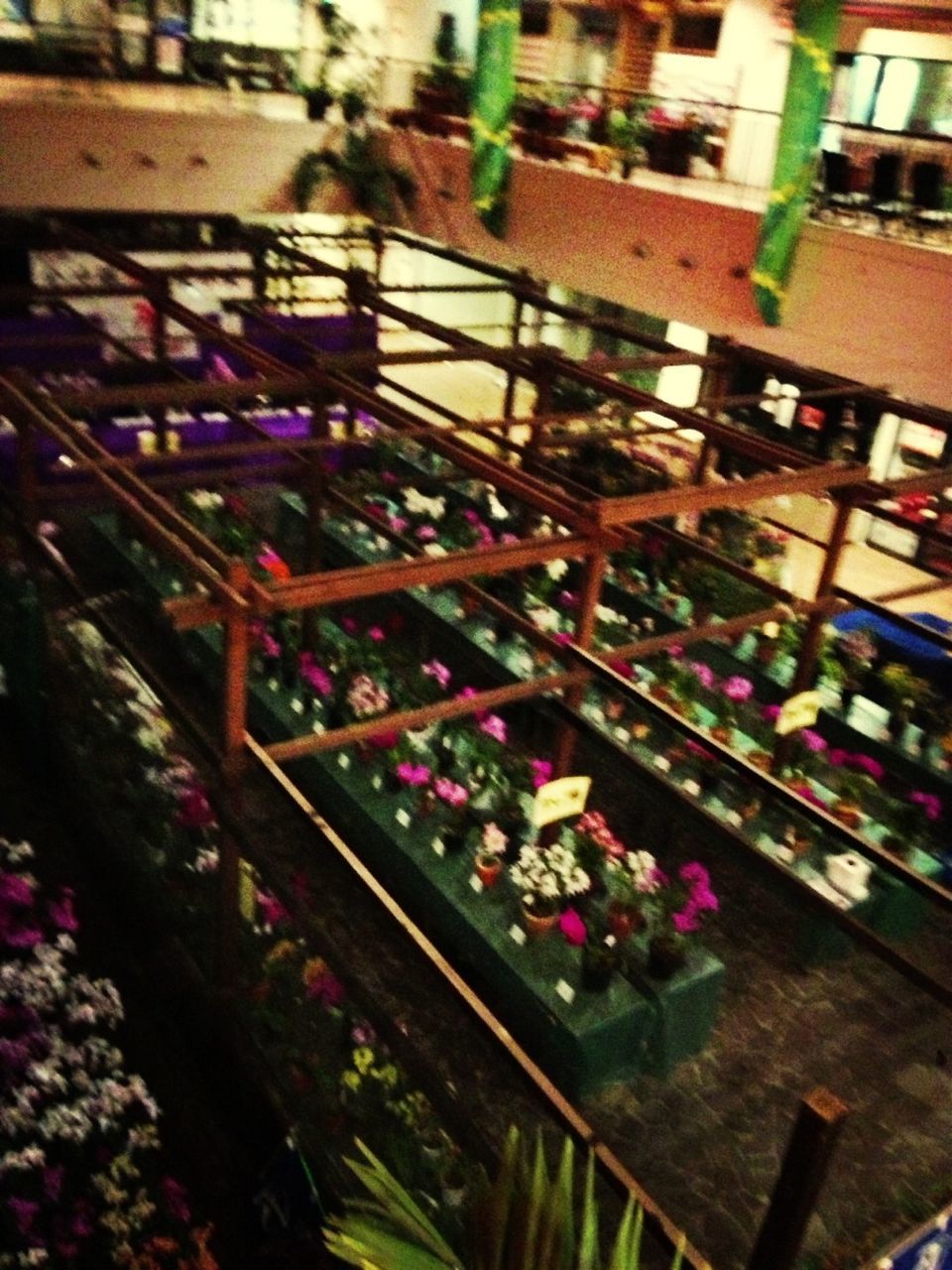 indoors, plant, potted plant, flower, high angle view, multi colored, decoration, no people, built structure, metal, hanging, architecture, wood - material, railing, selective focus, close-up, day, variation, growth, focus on foreground