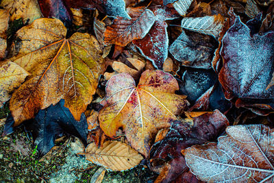 High angle view of dry maple leaf on land