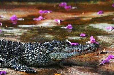 Close-up of crocodile in water