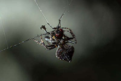 Close-up of spider on web over black background