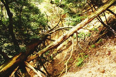 Trees in forest