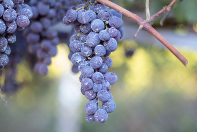 Close-up of grapes growing in vineyard