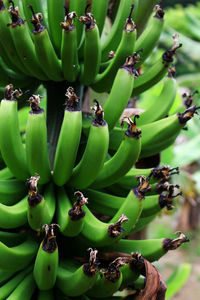 Close-up of fruits on tree