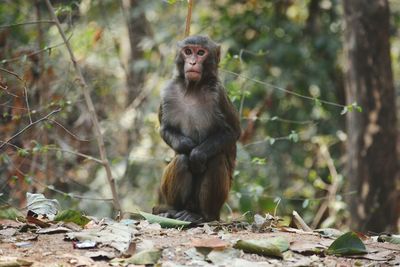 Monkey on tree