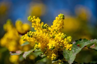 Close-up of yellow flowering plant