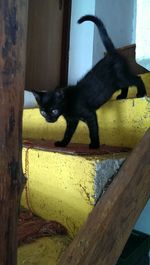 Close-up of black cat sitting on wood