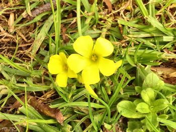 Yellow flowers growing in field