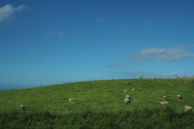 Scenic view of grassy field against sky