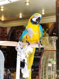 Close-up of parrot perching in cage