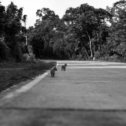 Surface level of dog on road amidst trees