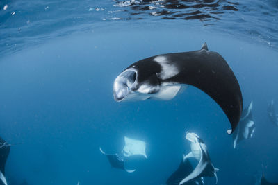 Wide angle view of a school of manta rays, in baa atoll ,madives