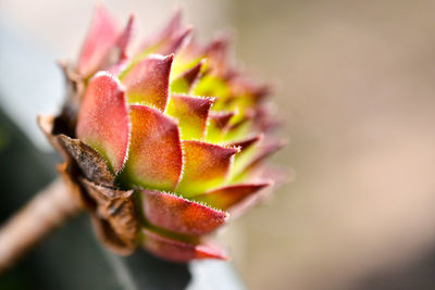 Close-up of purple flower plant