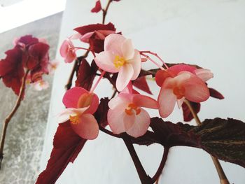 Close-up of fresh pink flowers blooming on tree