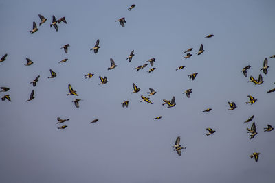 Low angle view of birds flying in the sky