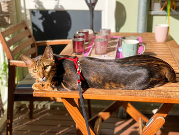 Cat sitting on chair at table