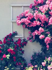 Close-up of pink flowers