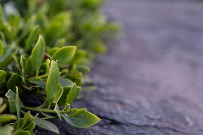 High angle view of plant