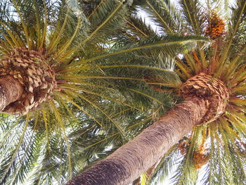 Low angle view of palm tree