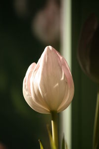 Close-up of flower blooming outdoors