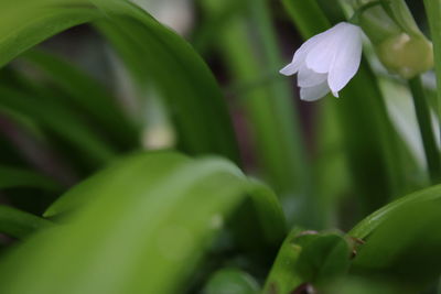 Close-up of flowers